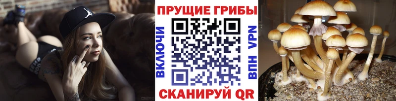 Галлюциногенные грибы Psilocybine cubensis  Топки 